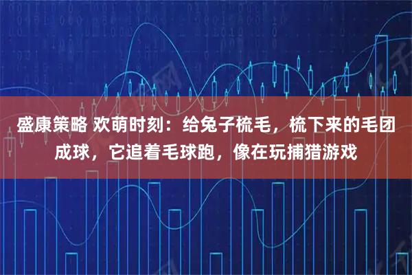 盛康策略 欢萌时刻：给兔子梳毛，梳下来的毛团成球，它追着毛球跑，像在玩捕猎游戏